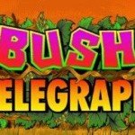 bush telegraph slot
